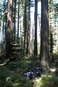 Redwoods and people sitting.